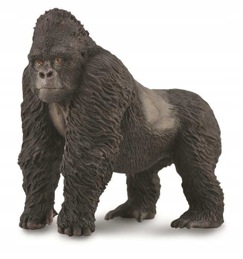 

Goryl Górski, Collecta