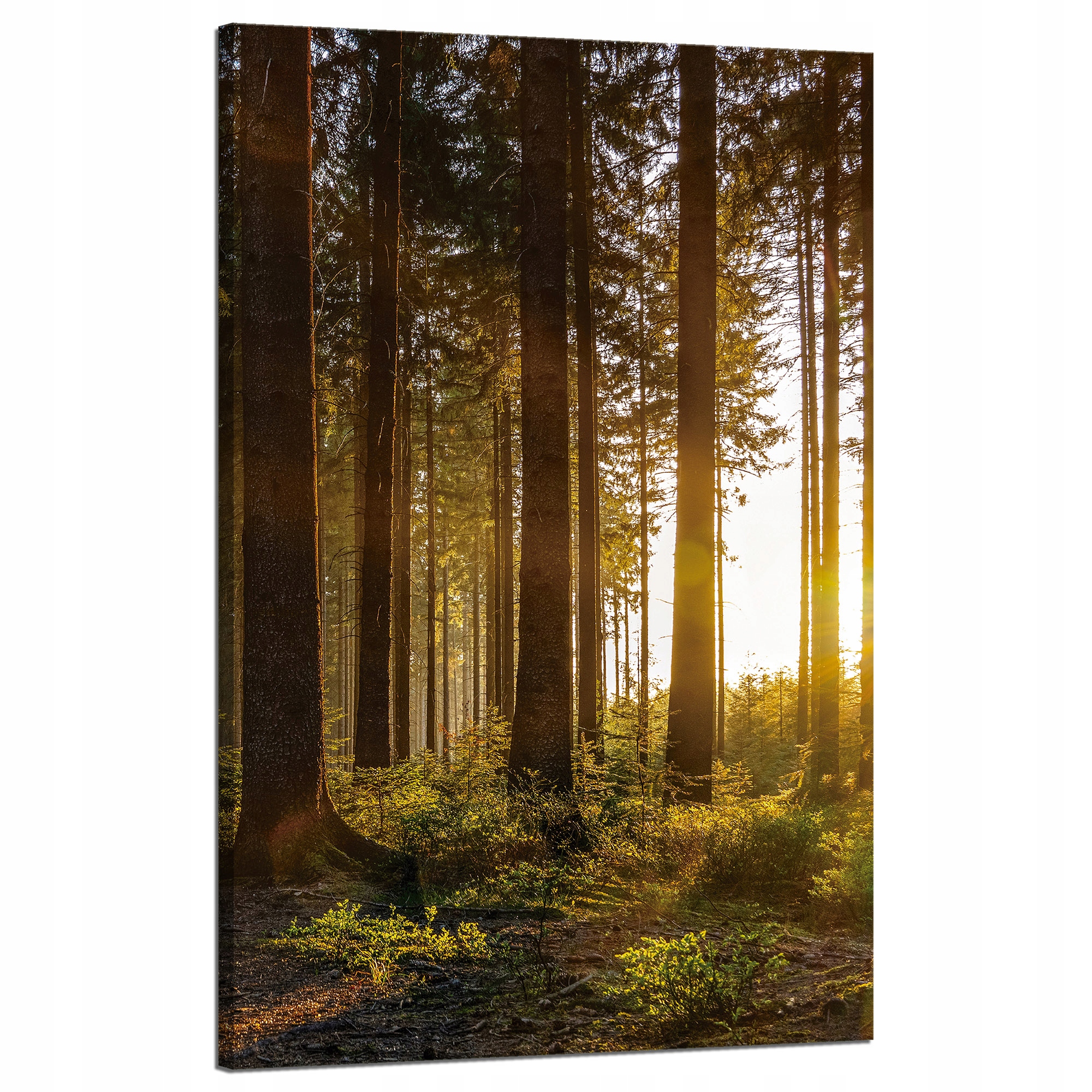 Obraz na plátně Západ slunce Les Stromy Příroda 50x80 cm