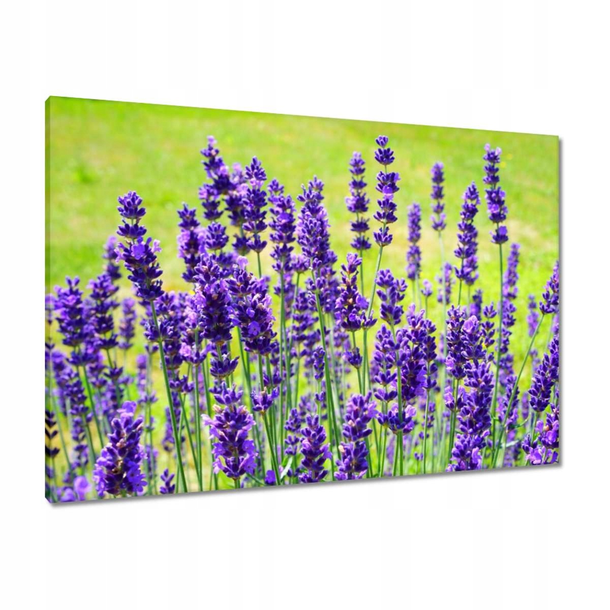 Obrazy 100x70 Květy levandule