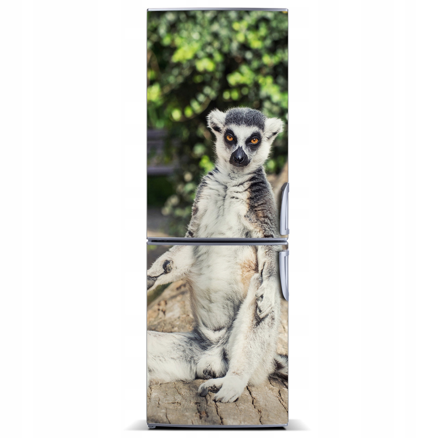 

Naklejka magnetyczna lodówkę ścianę Lemur 60x180