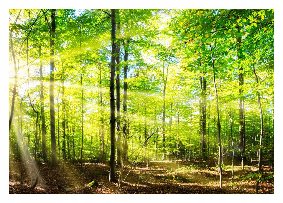 

Fototapeta 3D las drzewa 416x290 F00840