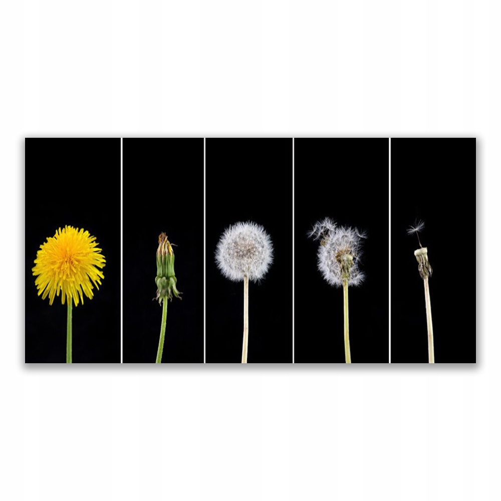 

Obraz na ścianę 120x60 cmMniszek Lekarski Roślina