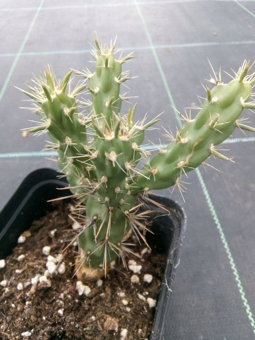 Зимующая Cylindropuntia imbricata WURZBURG