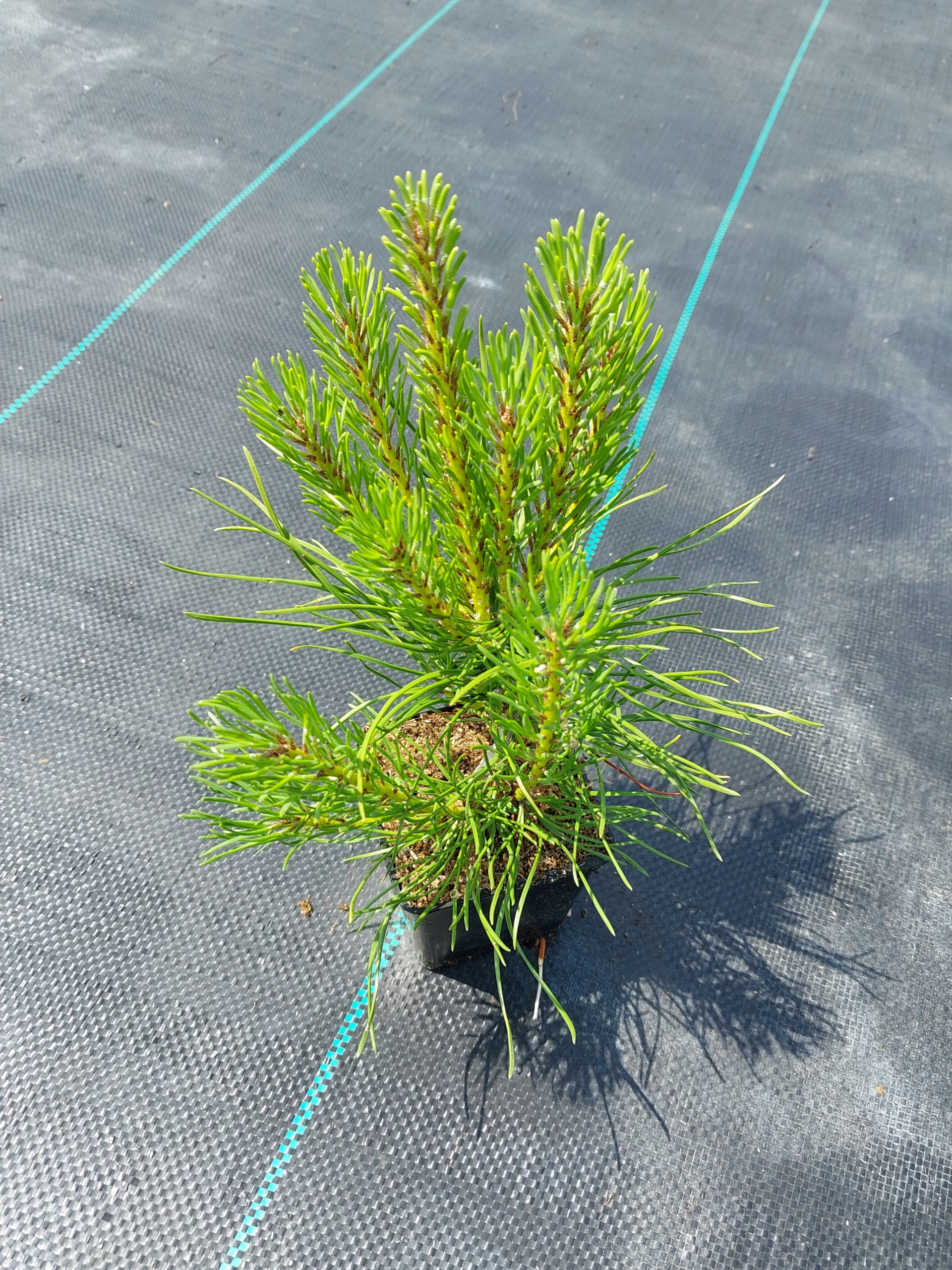 Сосна крючковатая Pinus Uncinata p7