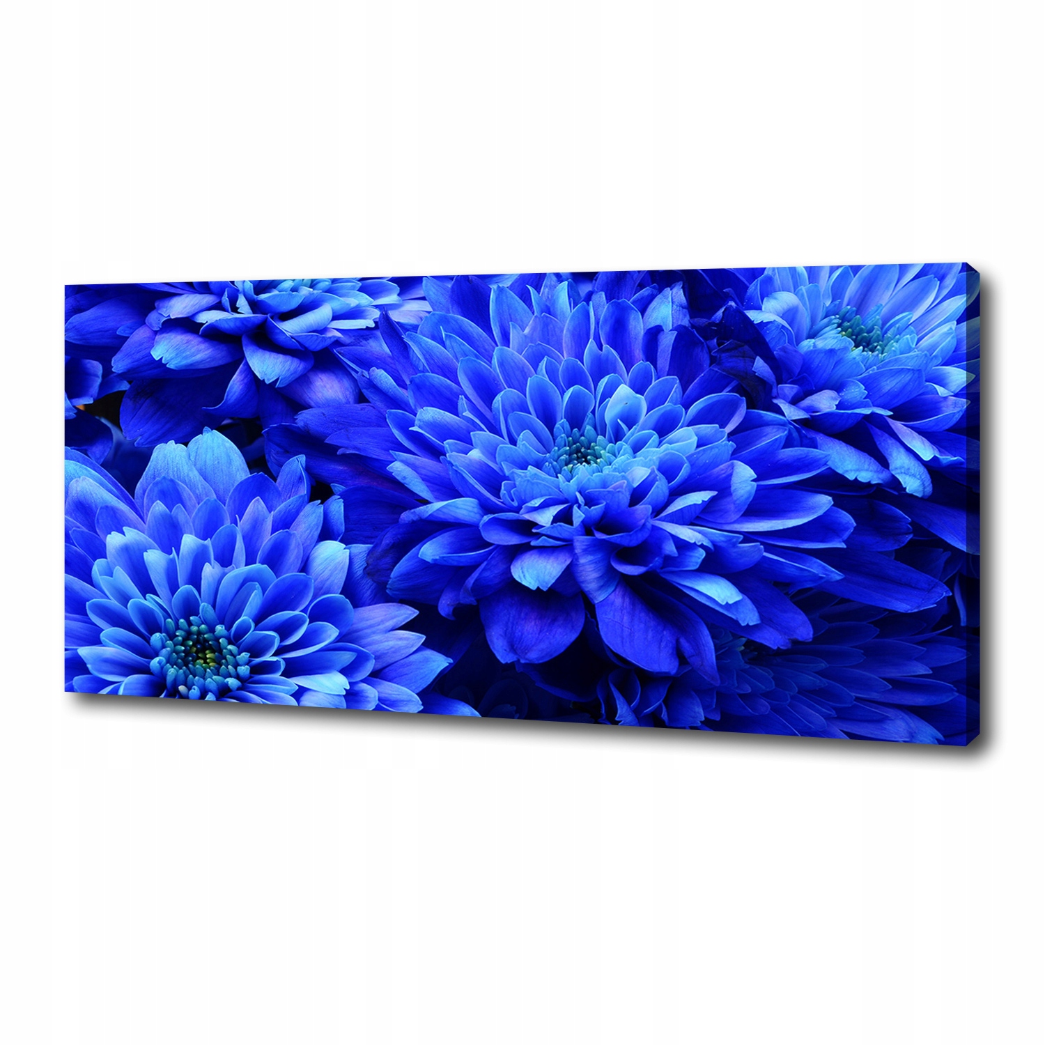 

Foto obraz na płótnie Niebieski aster 125x50 cm