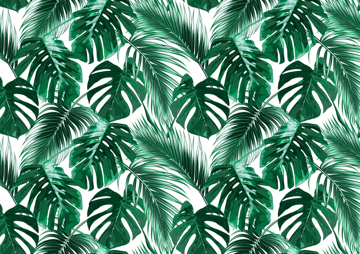 

Fototapeta Flizelinowa Monstera dziurawa 312x219