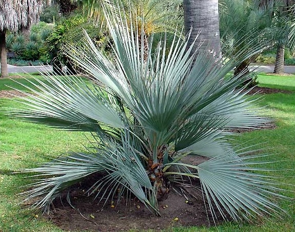 MAZARI STRIEBORNÁ PALM NANNORRHOPS RITCHIEANA MAZARI