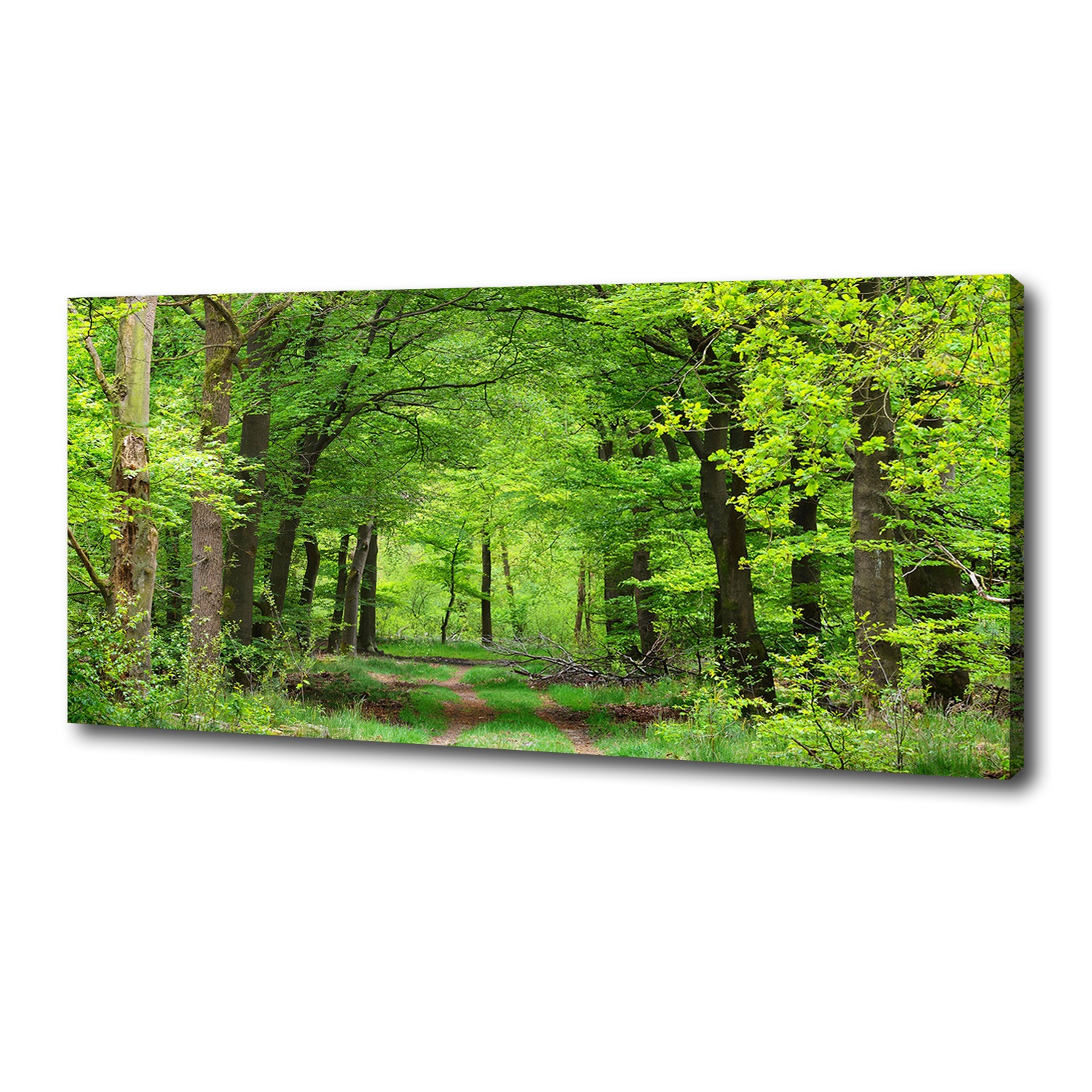 

Foto obraz duży na płótnie Wiosenny las 125x50 cm