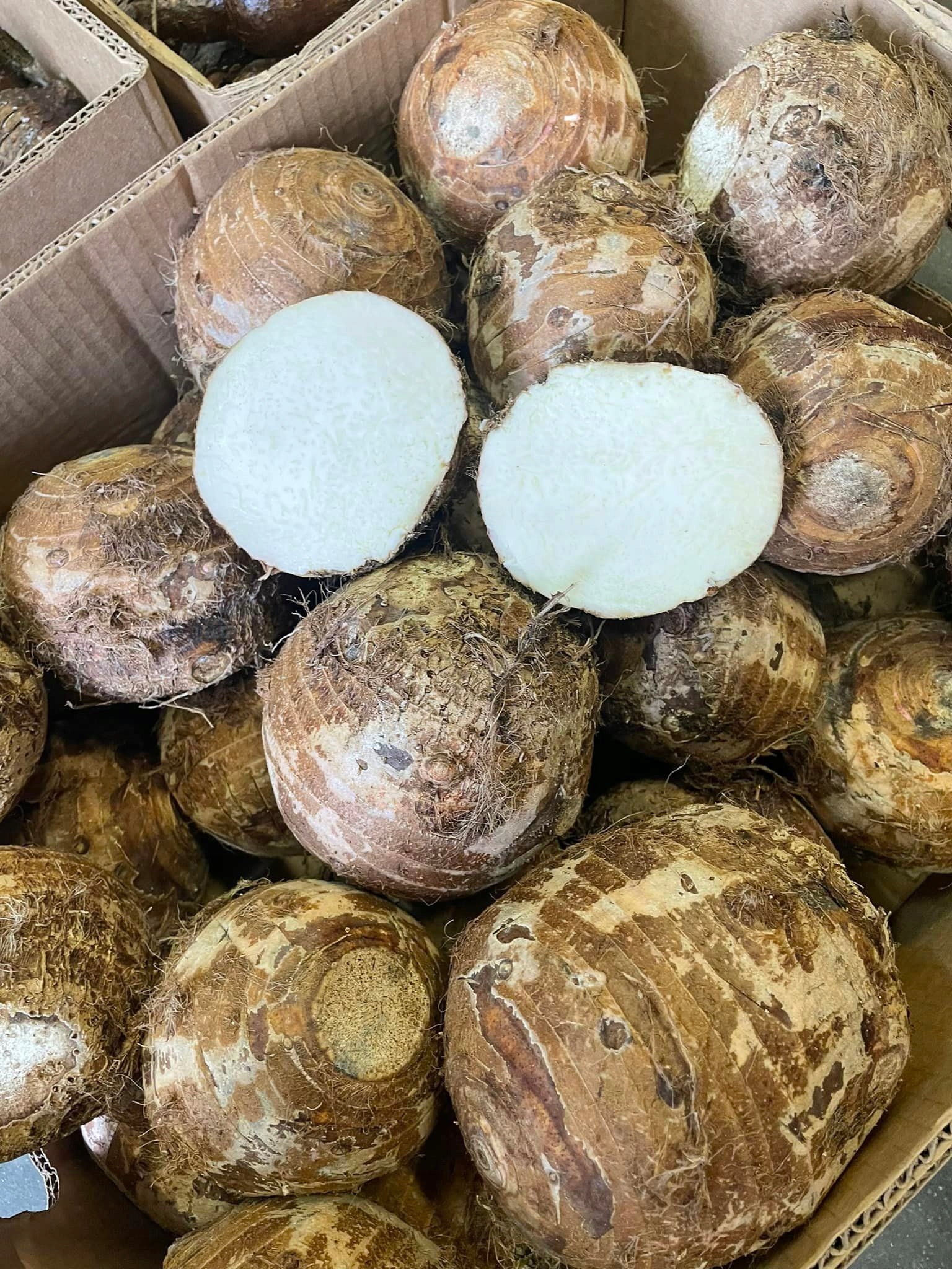 Levně Hlízy Taro 18 kg (celé balení) – exotická zelenina pro asijskou kuchyni