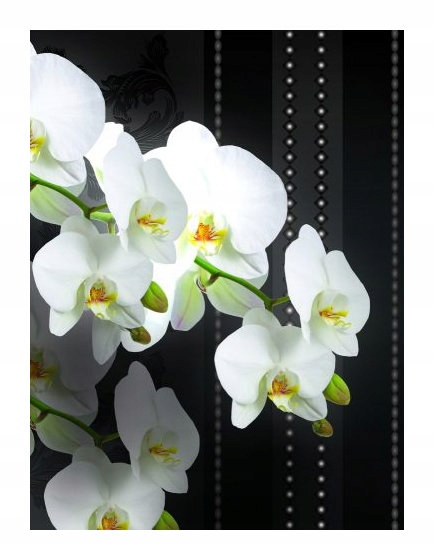 Fototapeta flizelina Bílé orchideje na tmavém pozadí elegance 206x275 lepidlo