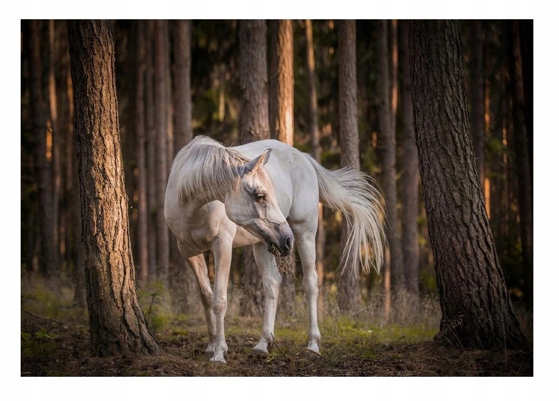 Fototapeta Bílý Kůň V Lese Stromy Příroda Zvířata Tapeta Na Zeď 254x184