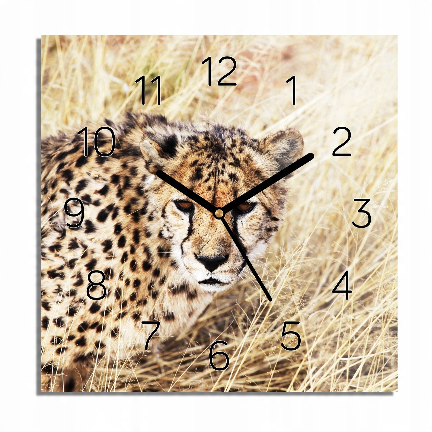 

Gepard trawa natura foto-zegar do salonu 30x30