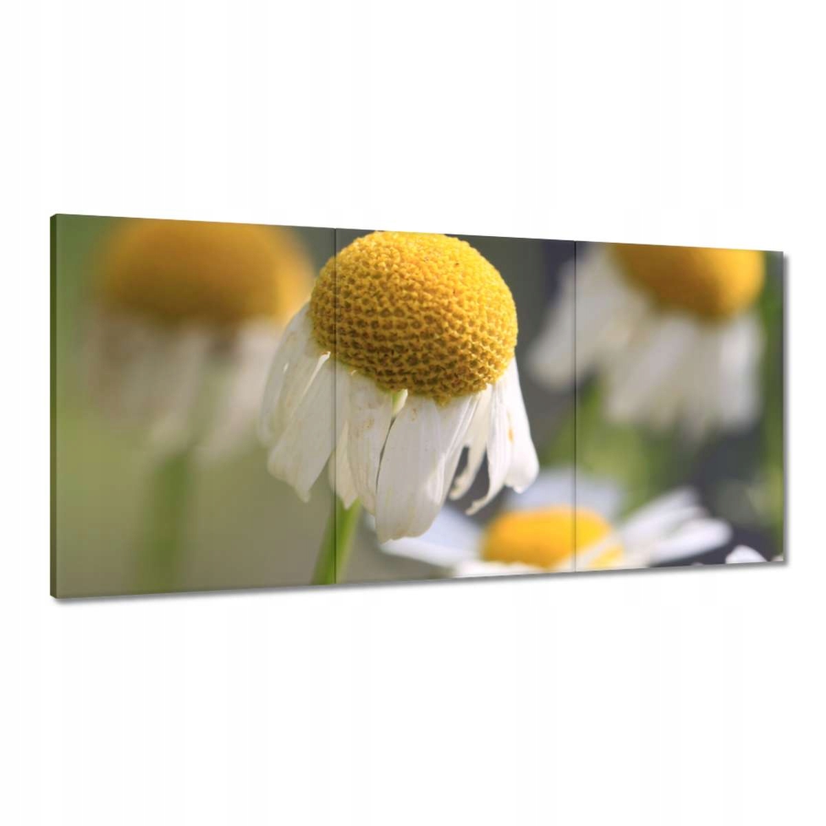 Obrazy 180x90 Rumianek