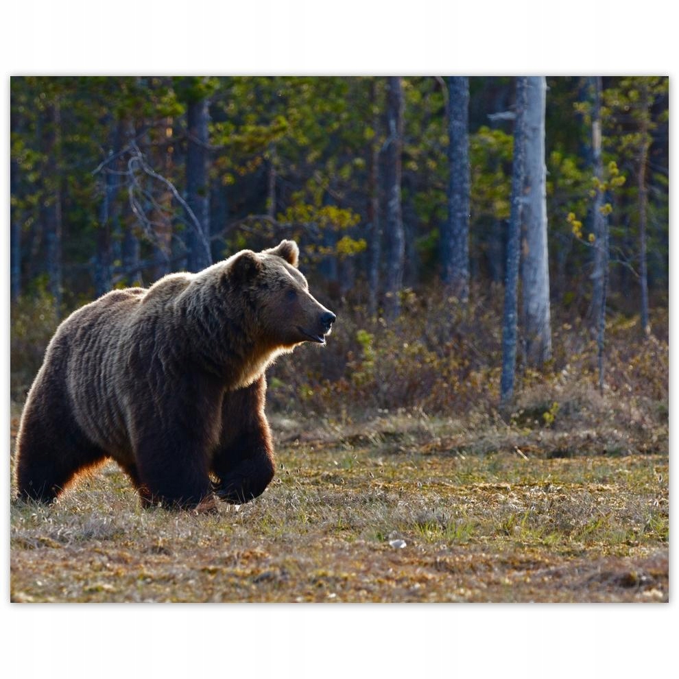 

Plakat 50x40 Zwierzęta Zwierzątka