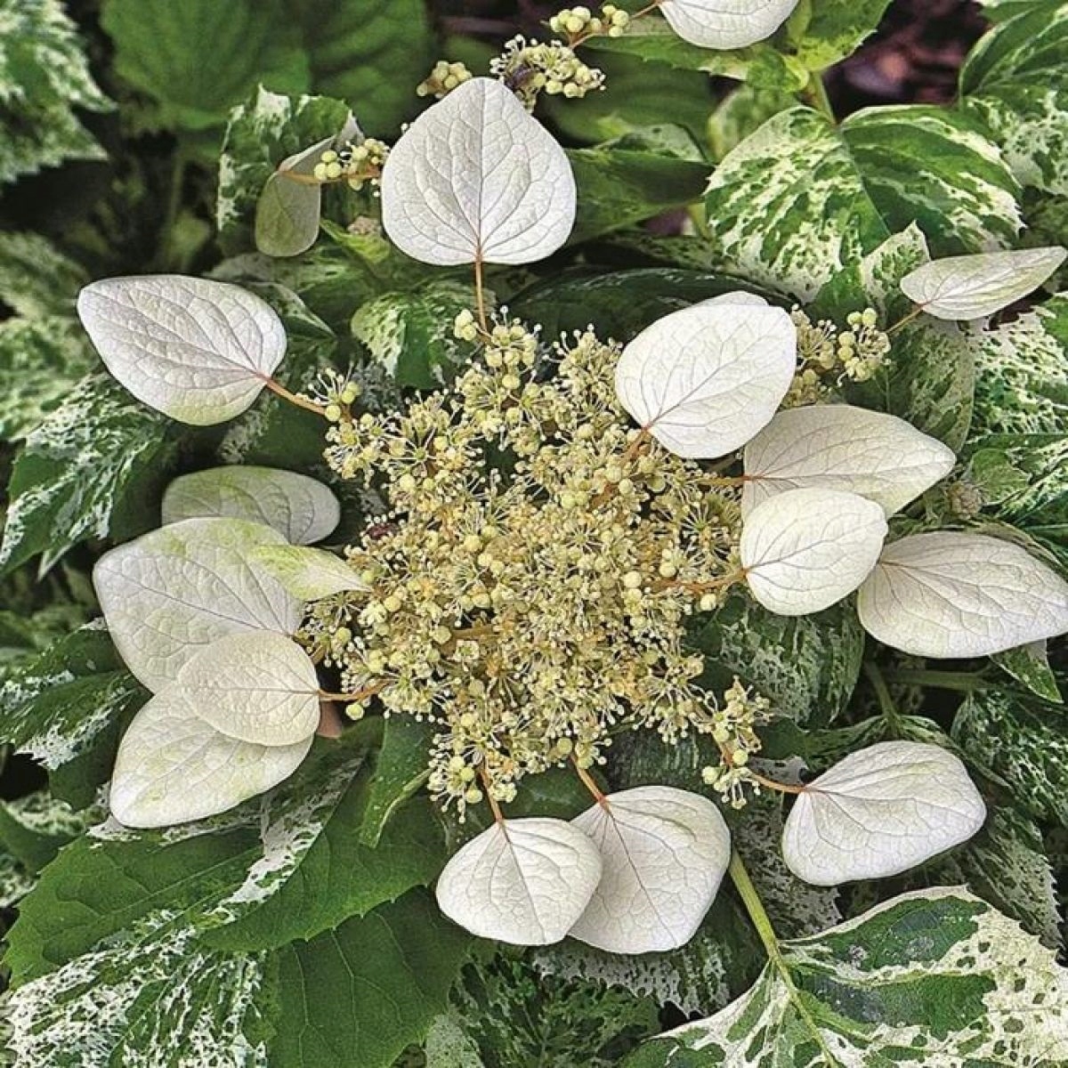 РЕДКОСТЬ, НЕСЛЫХАННАЯ ПЕСТРОЛИСТНАЯ ОКРАСКА BURST OF LIGHT