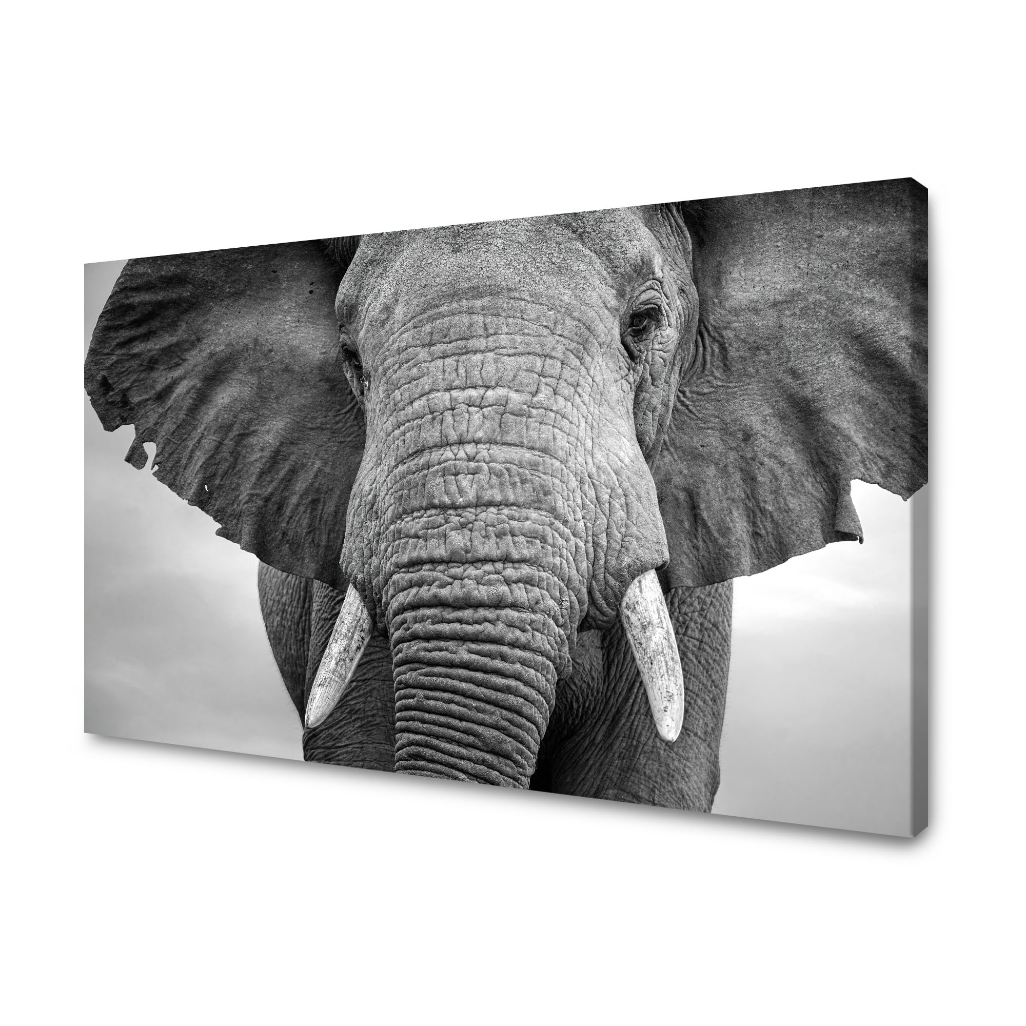 Obraz na plátně Šedá Tvář slona Zvíře 120x70 cm Ideální jako dárek