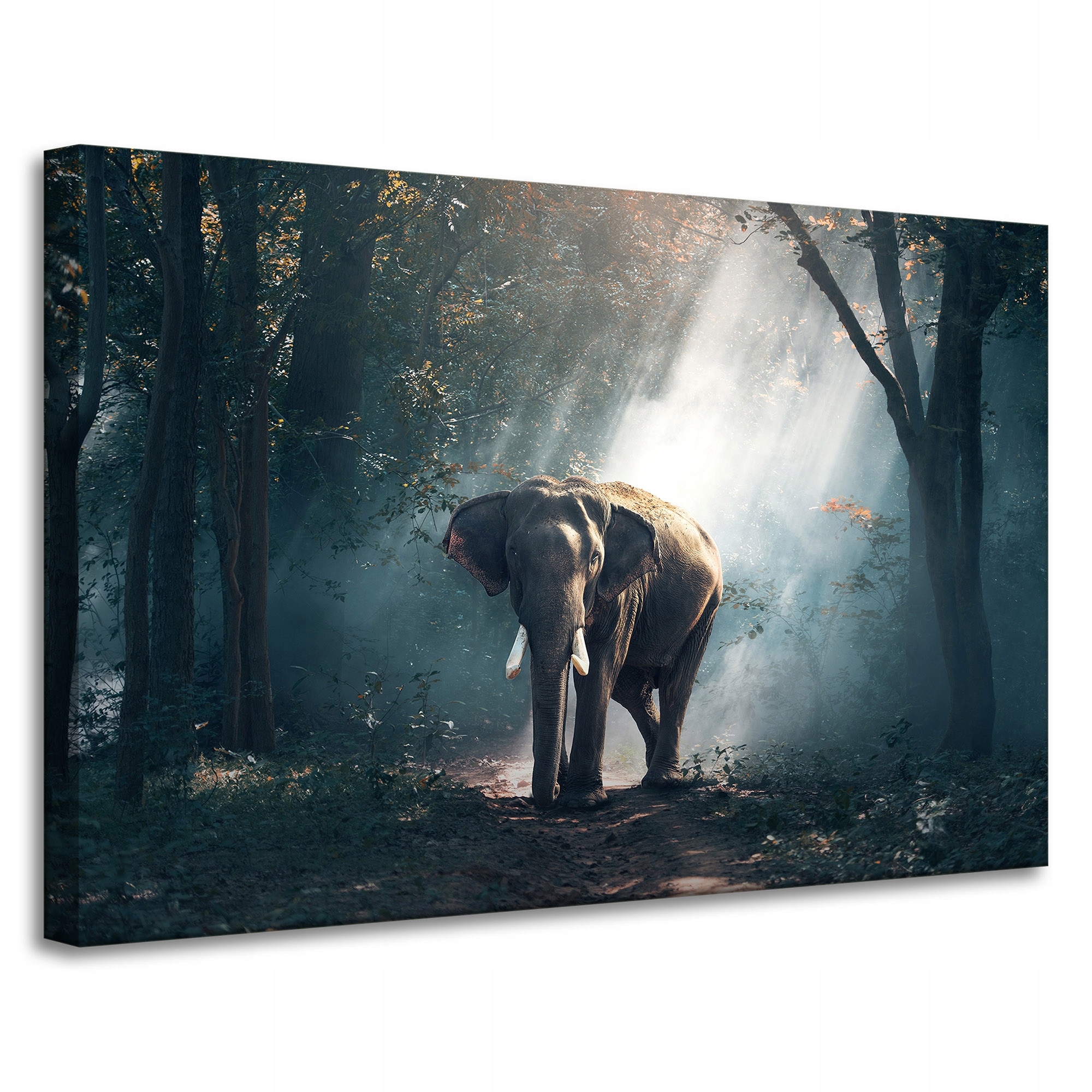 Obraz Canvas Zvířata Slon v krásném lese 90x60