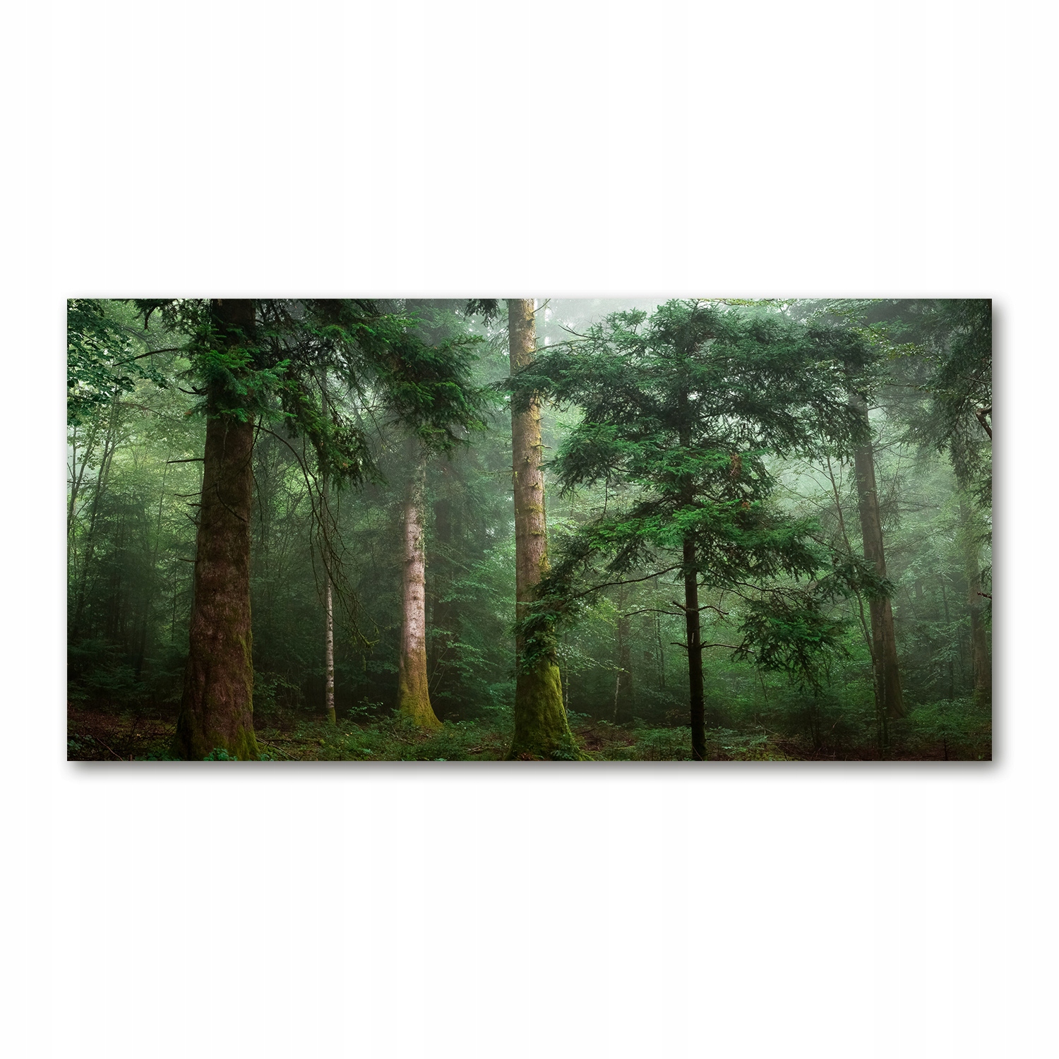 

Foto-obraz akrylowy Mgła w lesie zdjęcie 140x70 cm