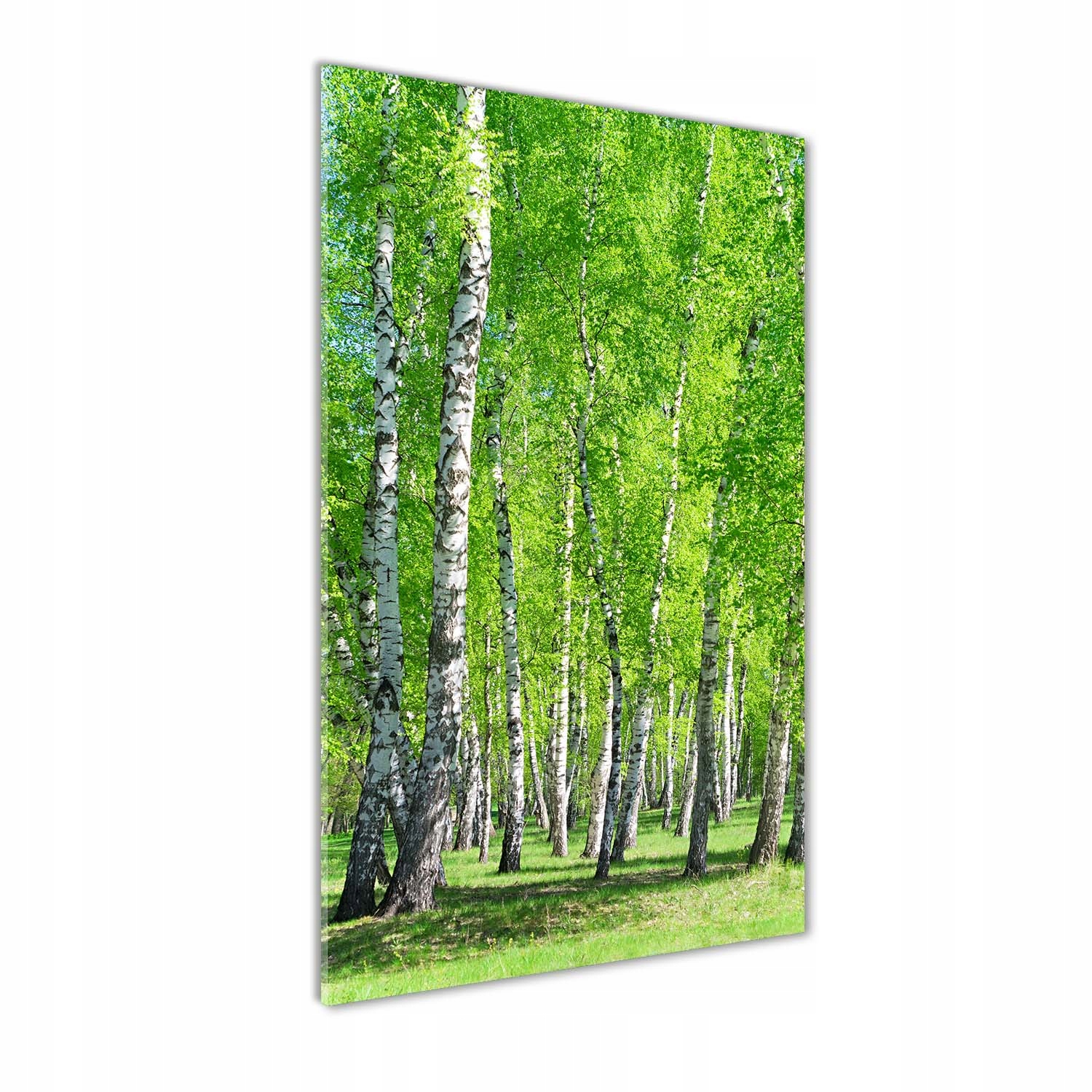 

Nowoczesny fotoobraz akrylowy Las brzozowy 60x120