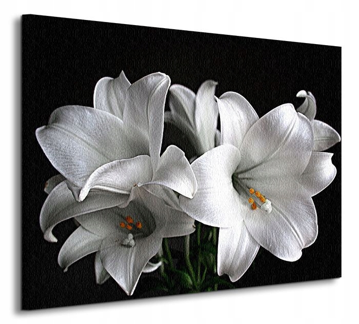 

Białe Lilie na czarnym tle Obraz płótno 80x60 cm