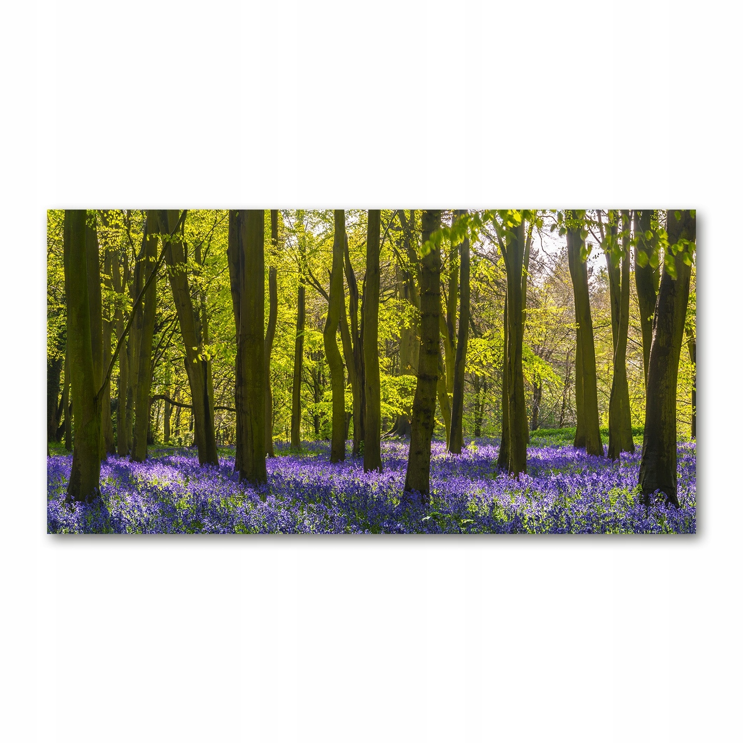 

Foto-obraz akrylowy Las wiosną zdjęcie 140x70 cm