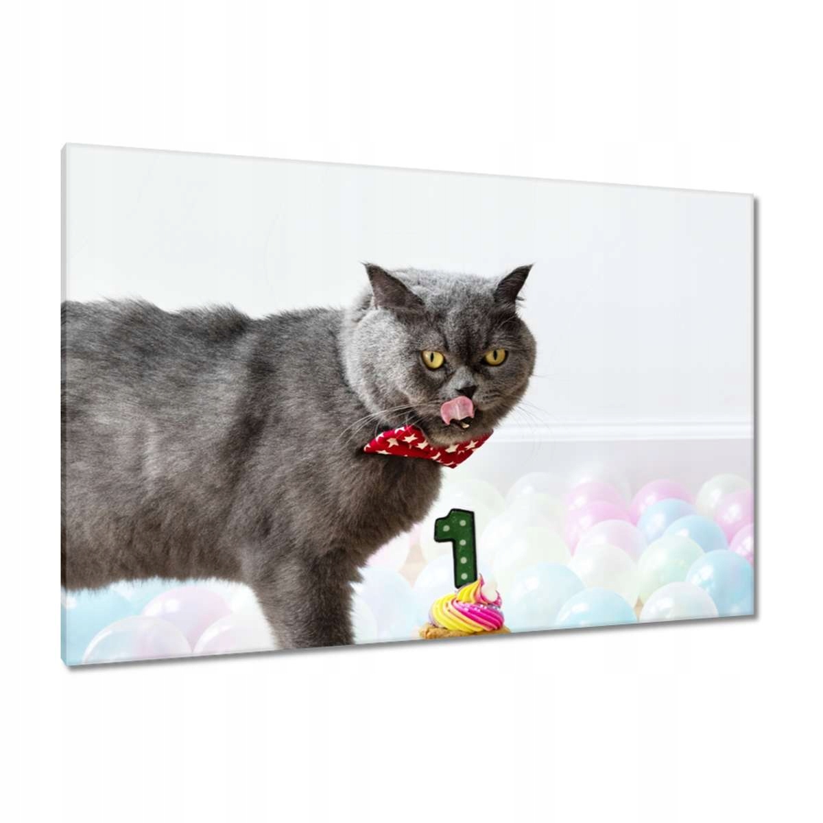 Obrazy 120x80 Kočka Kotě Kočičky Kočička