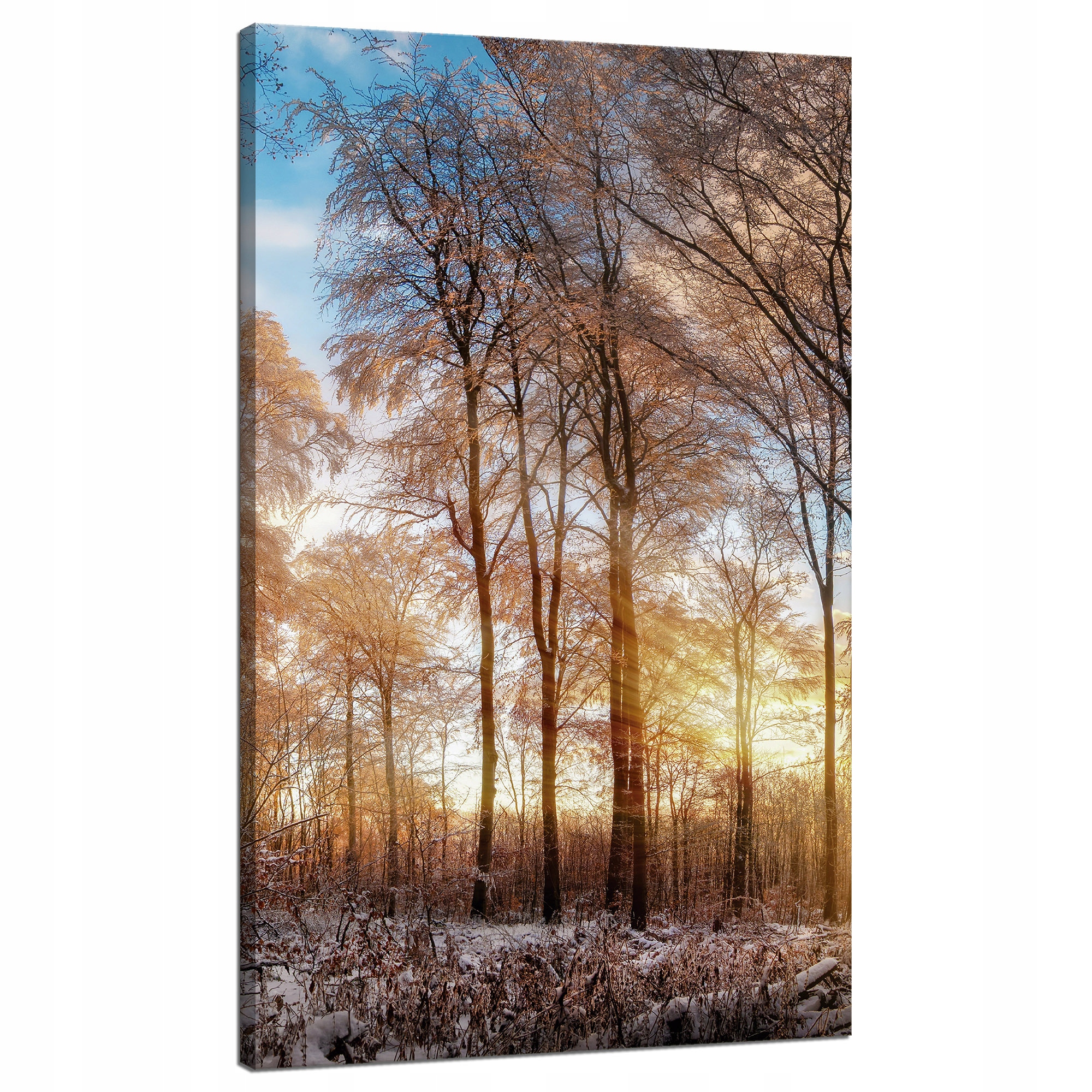 Obraz na plátně Stromy Zima Vycházející Slunce 70x120 cm