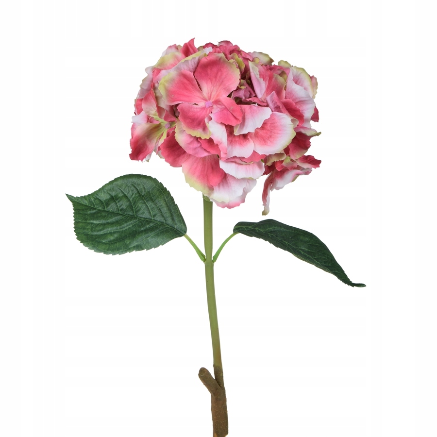 

Hortensja gumowa gałązka mauve w dotyku Jak Żywa