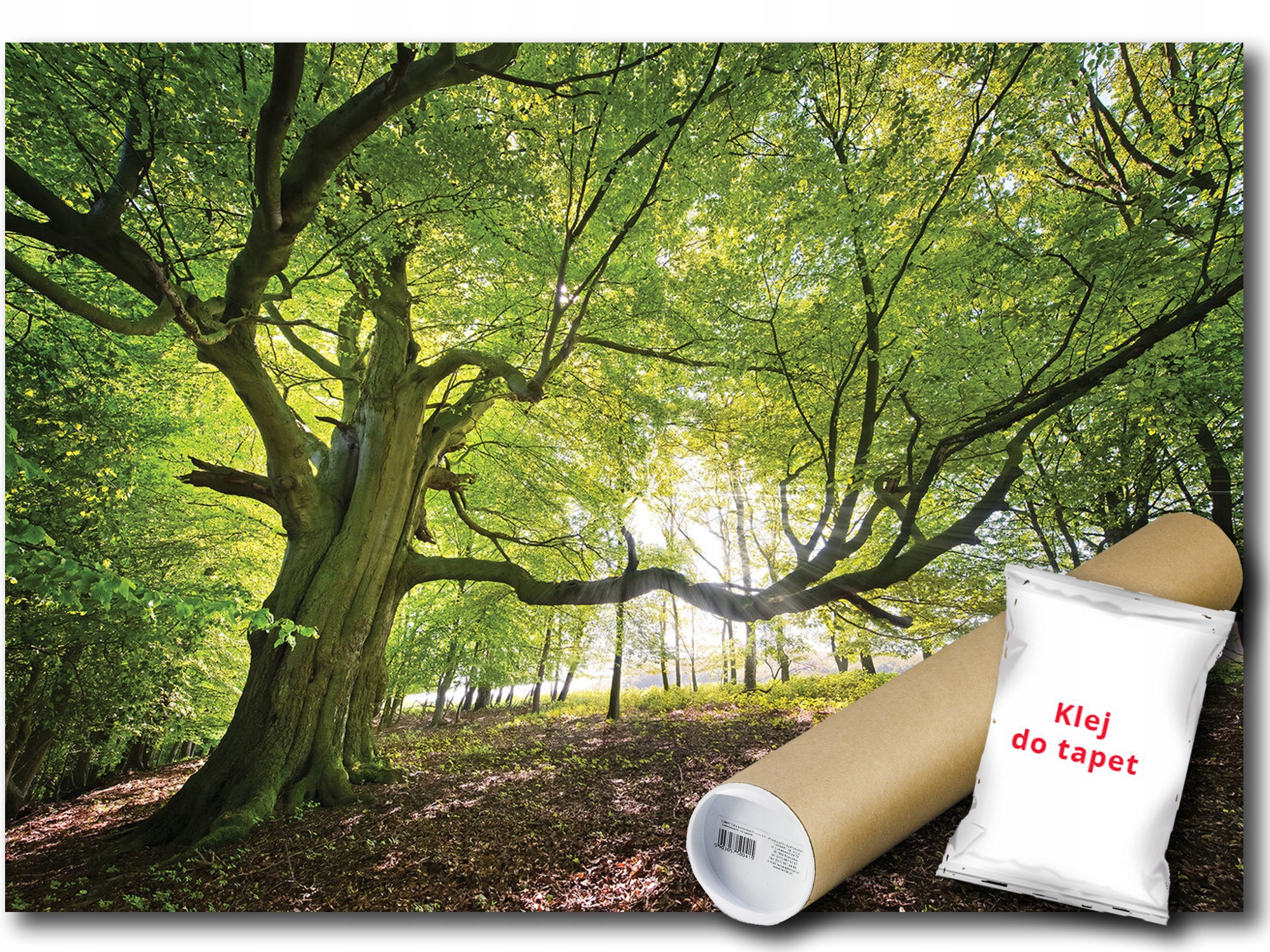 Vinylová Fototapeta Pohľad Las Park Strom Zelený Príroda 416x254