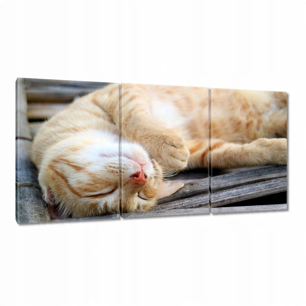 

Obrazy 120x60 Kot Kotek Kotki Kicia