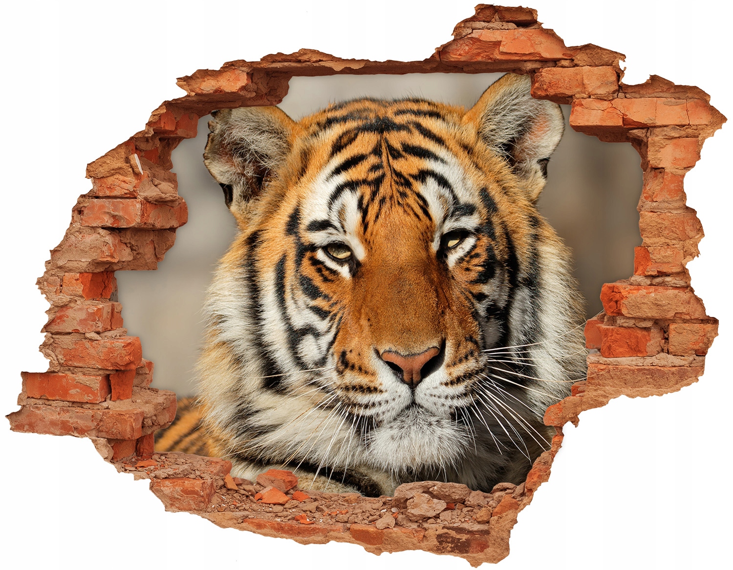 

Dziura 3d foto tapeta Naklejka Tygrys bengalski