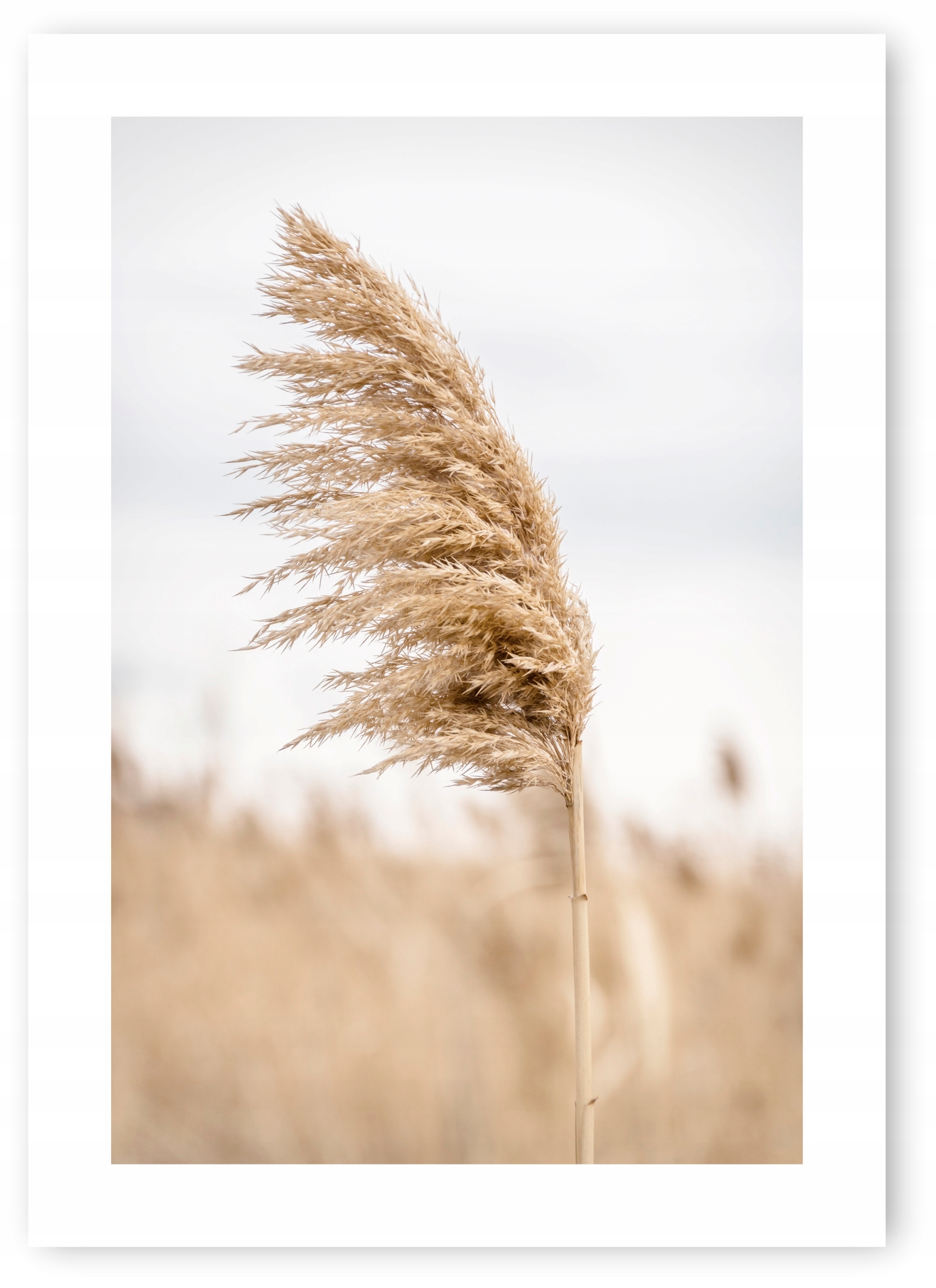 

Boho trawy beż plakat 50x70cm #20C