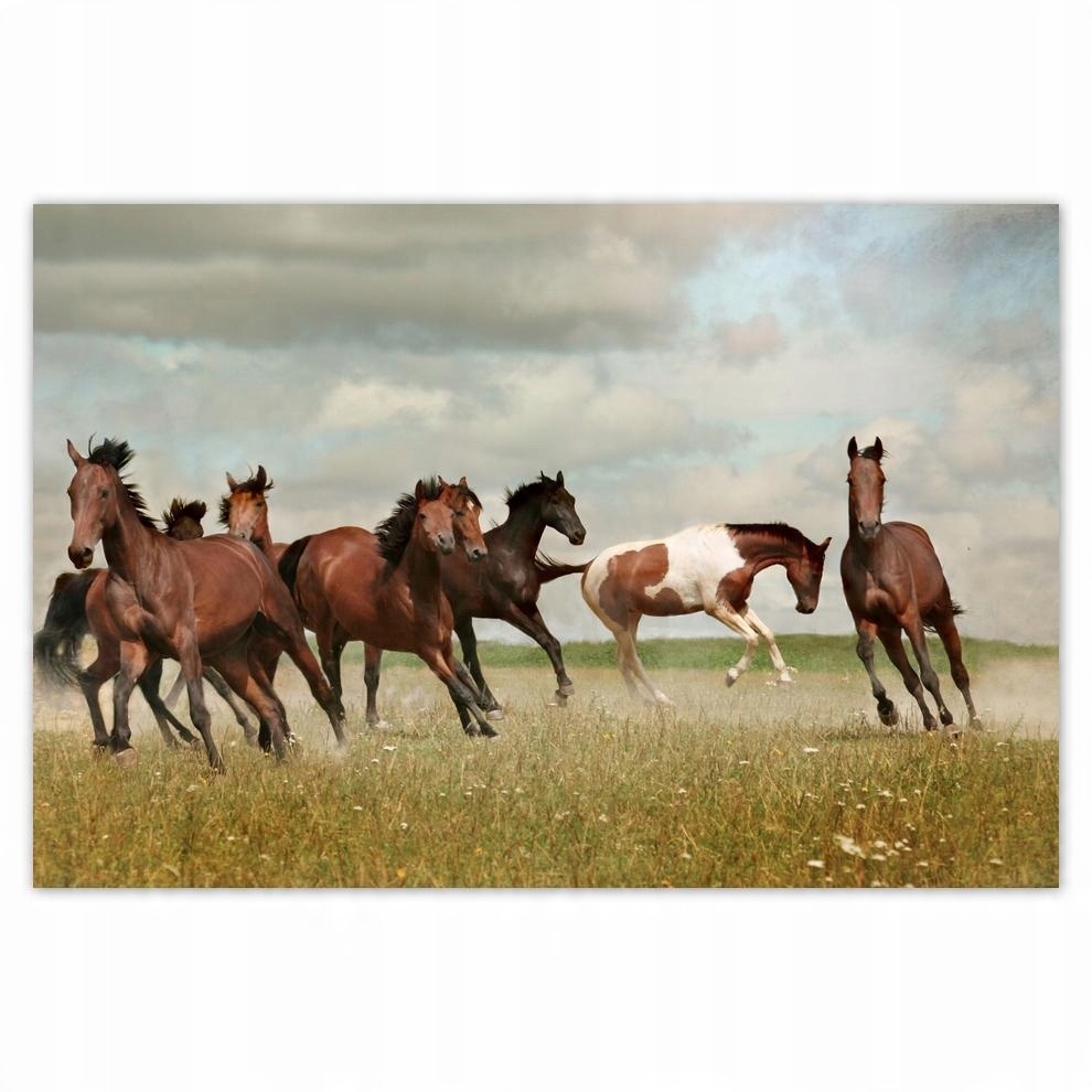 

Plakat 93x62 Koń Konie Jeździectwo