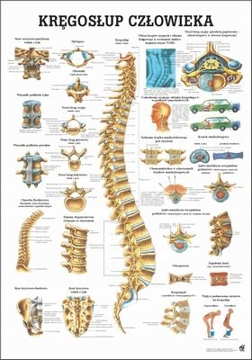 Tablica medyczna: Kręgosłup Człowieka (100 x 70 cm Pl) Rüdiger-Anatomie