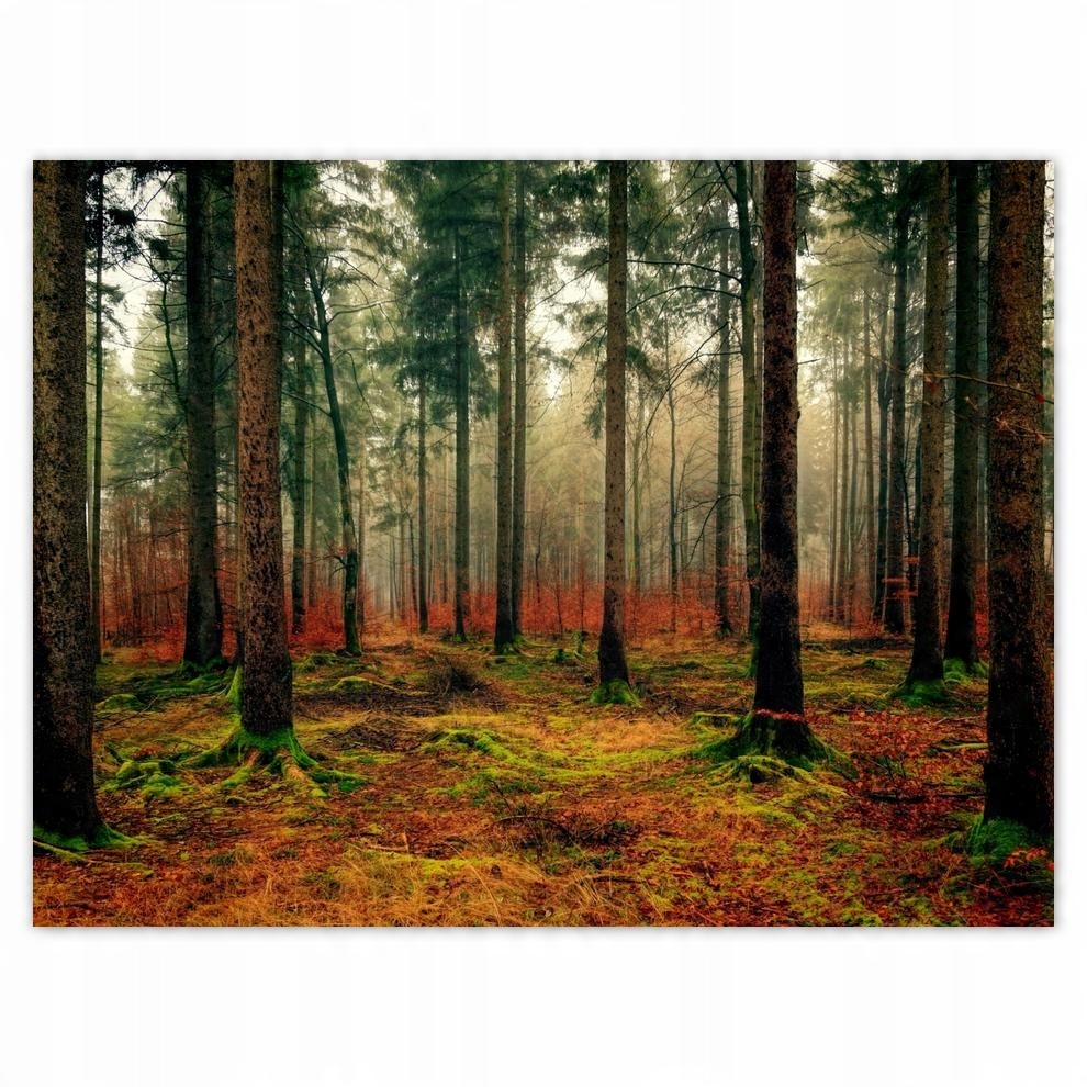 

Plakat 40x30 Las Pejzaż Krajobraz