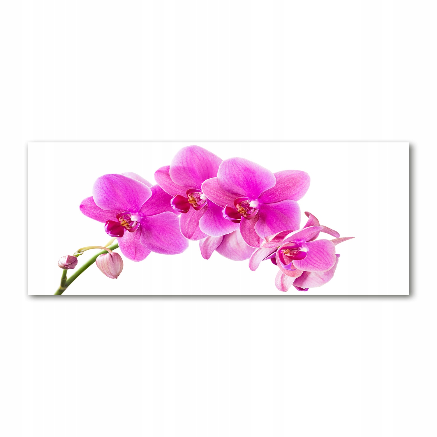 

Foto obraz akryl zdjęcie Różowa orchidea 125x50 cm