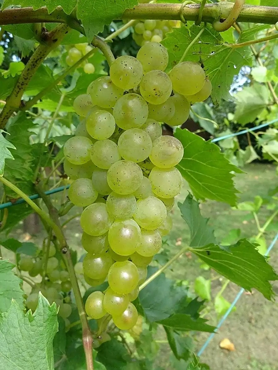 Winorośl PRIM - deserowa zielona