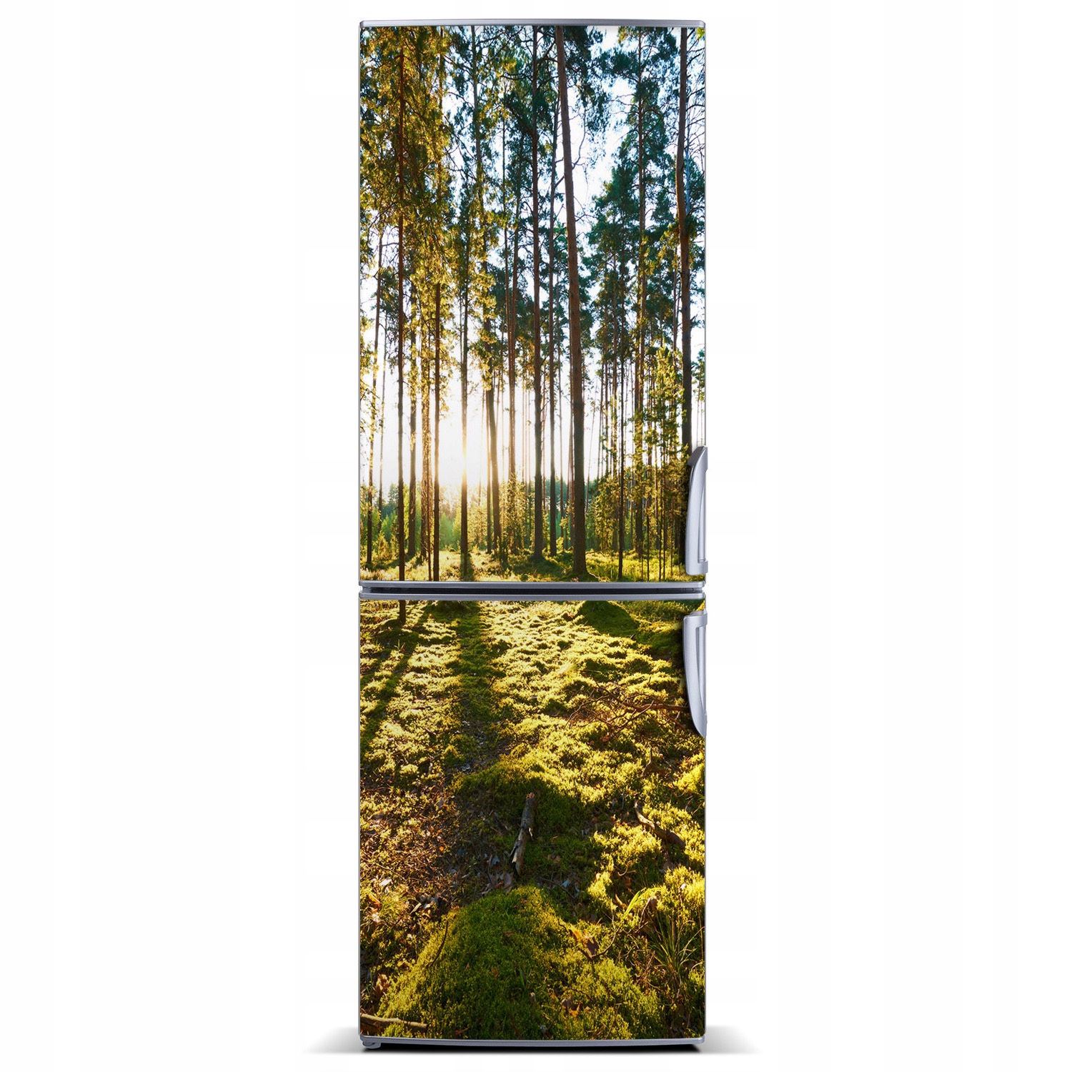 

Naklejka fototapeta na lodówkę Las sosnowy 60x180