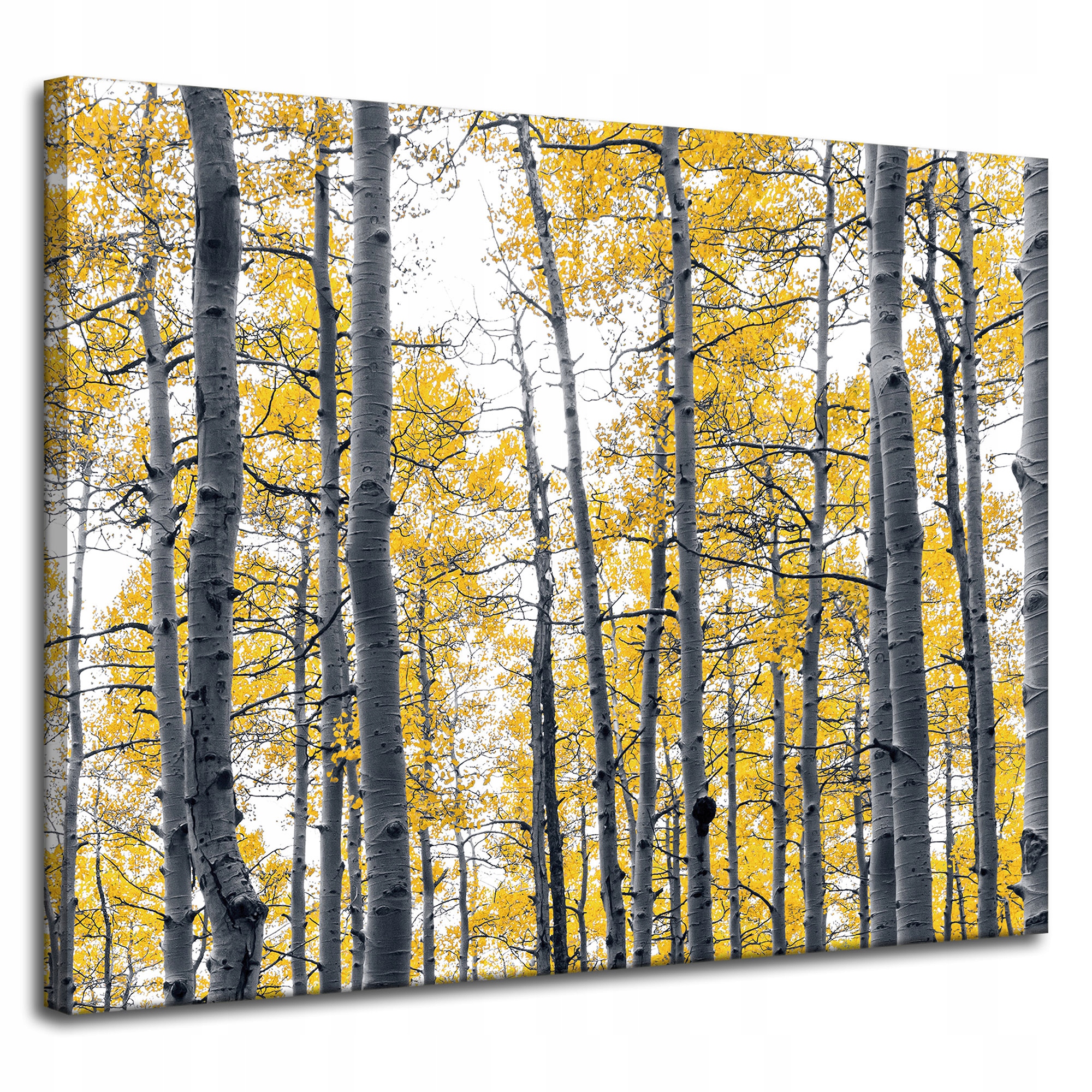 Obraz na plátně Břízy Žluté listy Příroda Jaro 100x80 cm