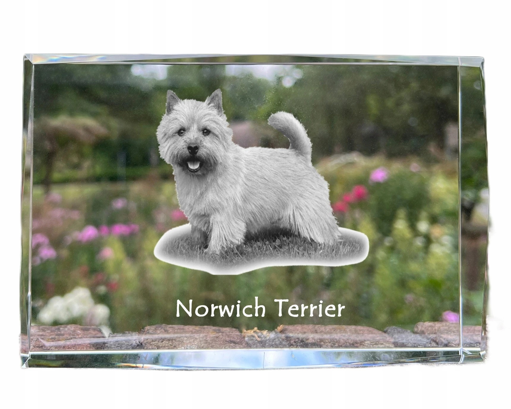 Norwich teriér foto psa v kryštáli, suvenír, trofej, poďakovanie