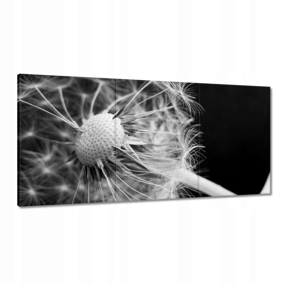 Obrazy 180x90 Púpava Kvet Kvety