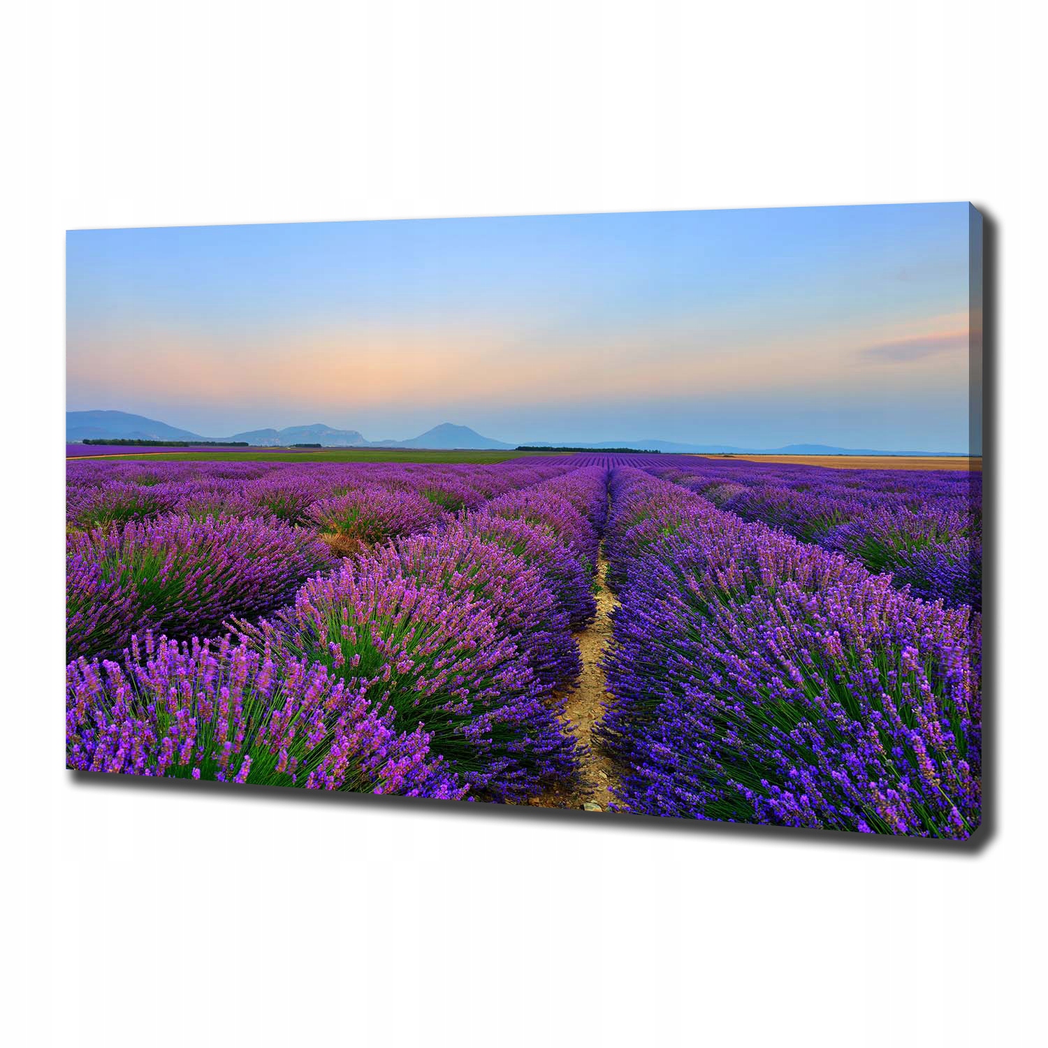 

Duży foto obraz na płótnie Pole lawendy 100x70 cm