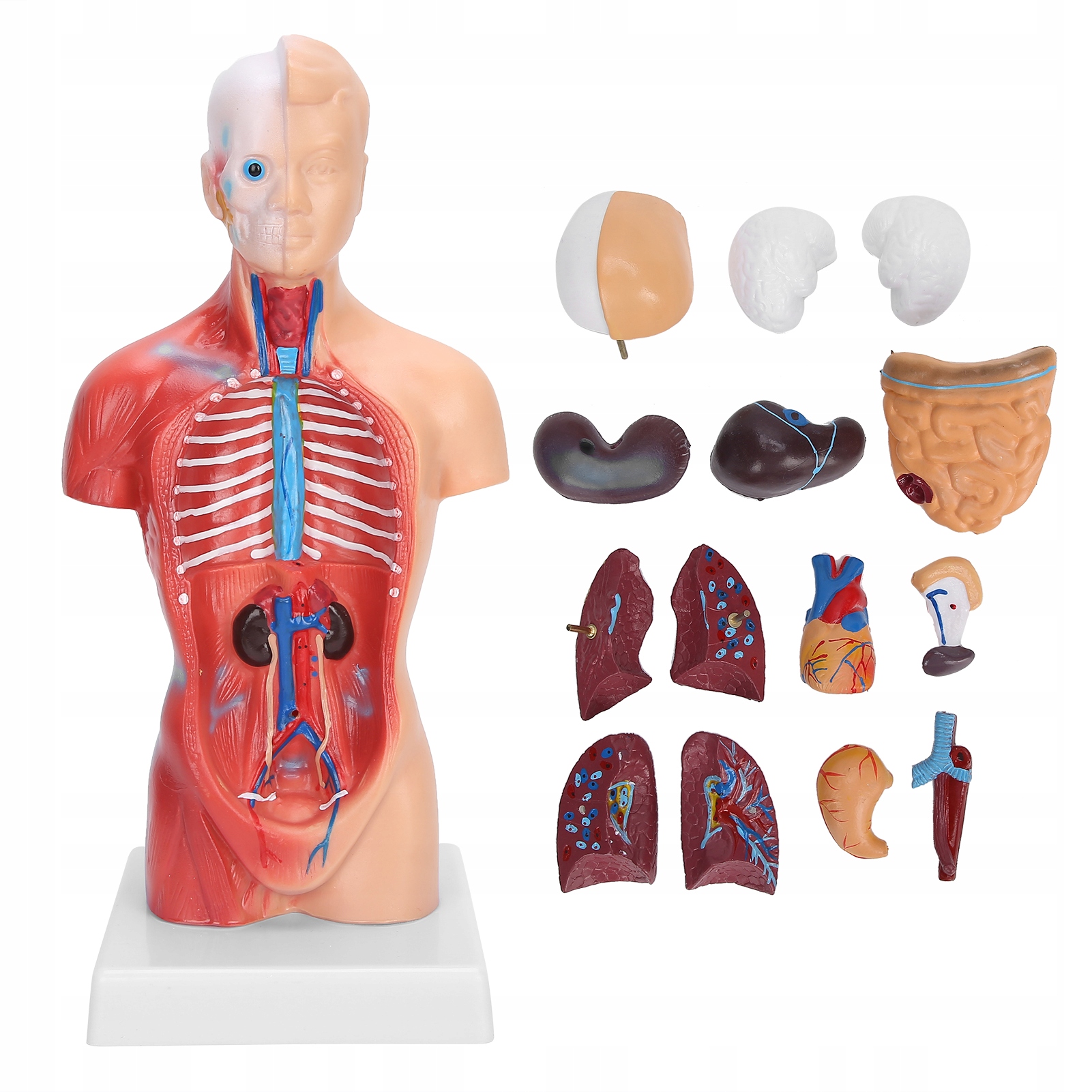 Model Ludzkiego Tułowia Człowieka Nauczanie Anatomicznego Modelu Montażu