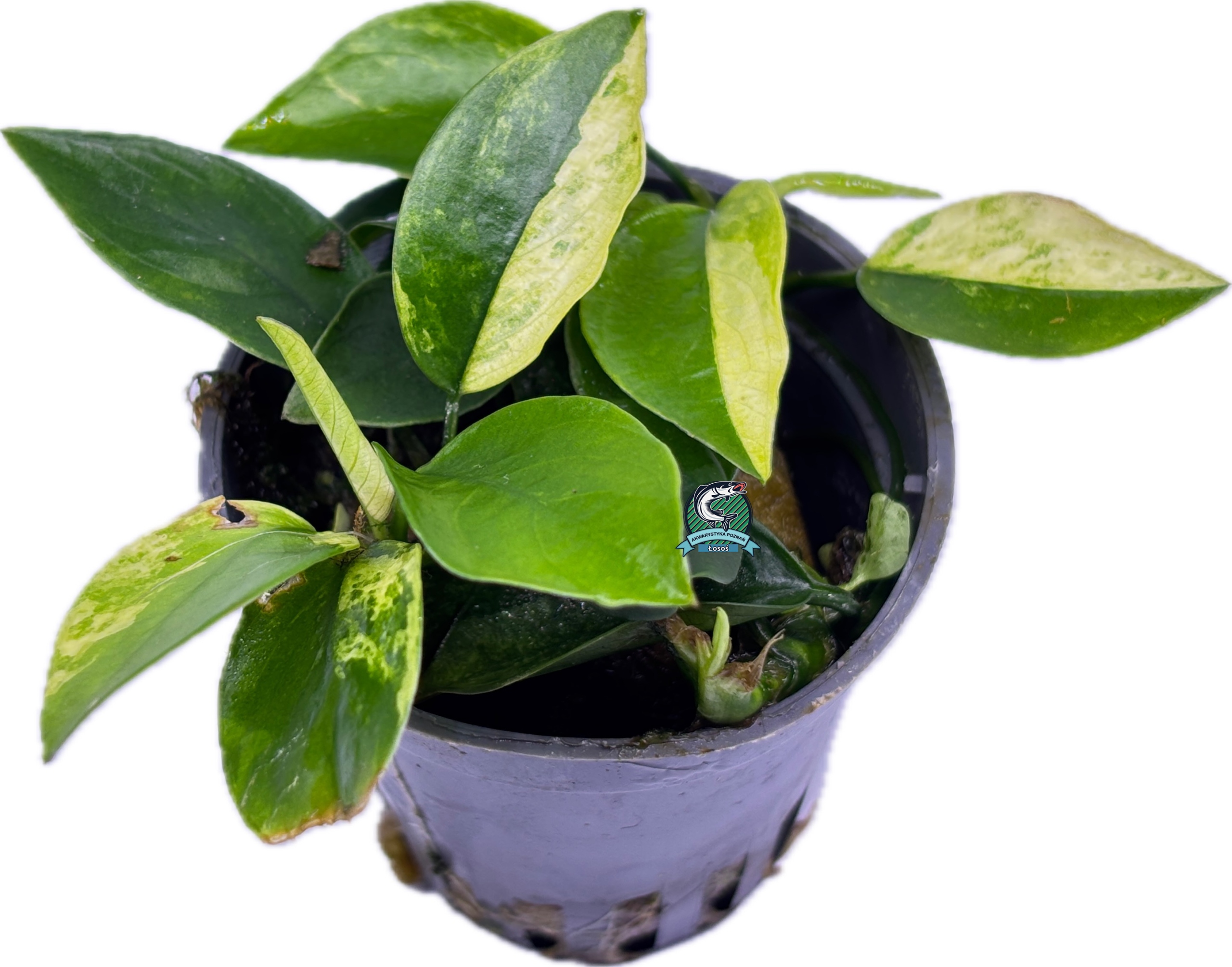 Anubias nana 'Pinto' [корзина]