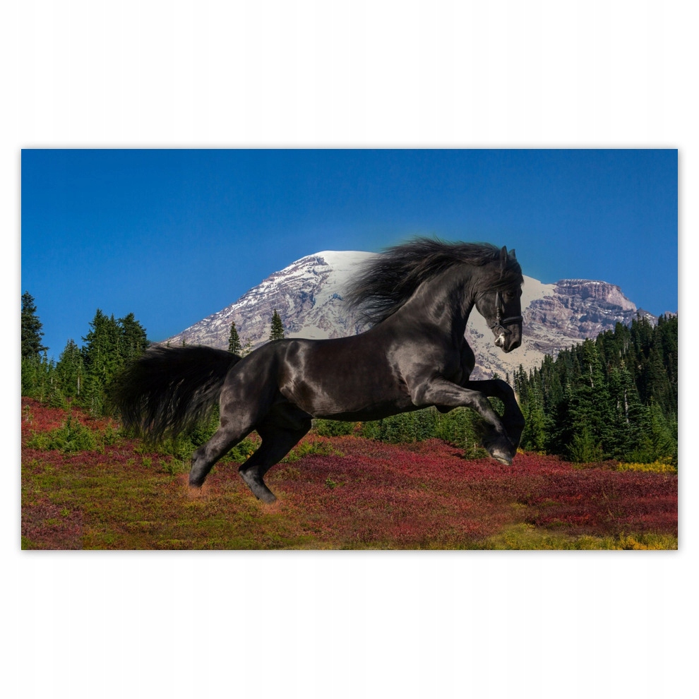 

Fototapety flizelina 416x254 Ogier fryzyjski Koń