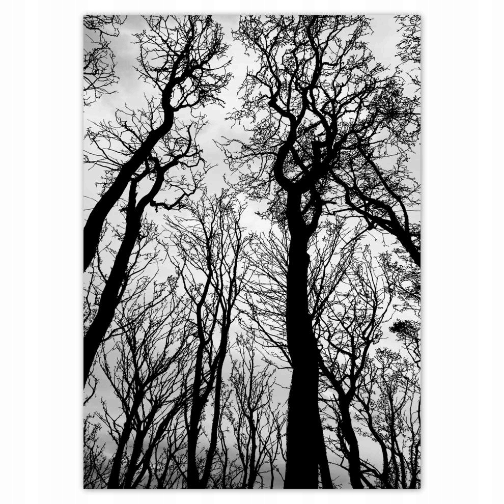 

Plakaty 50x70 Las Drzewa Widok z dołu