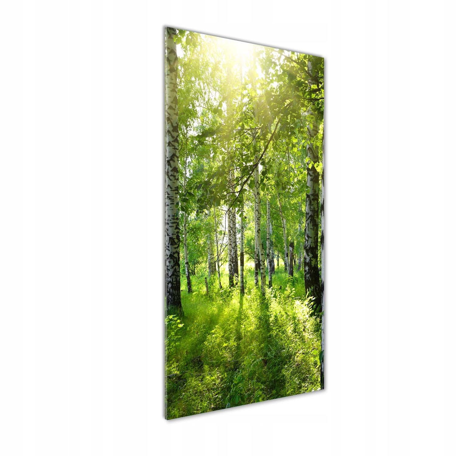 Fotoobraz tvrzené sklo Březový les 50x125 cm