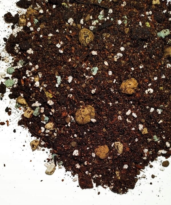 Podłoże do Alocasia