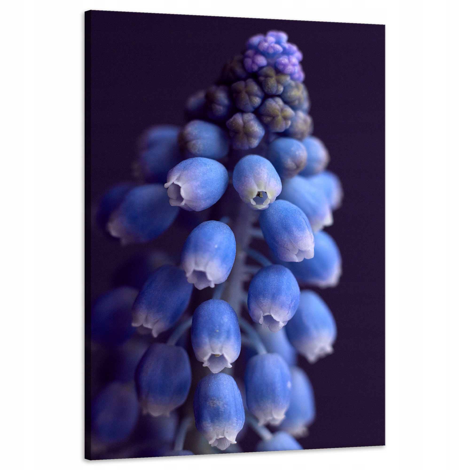 Obraz Canvas Botanika Hyacint Fialový 60x90 cm