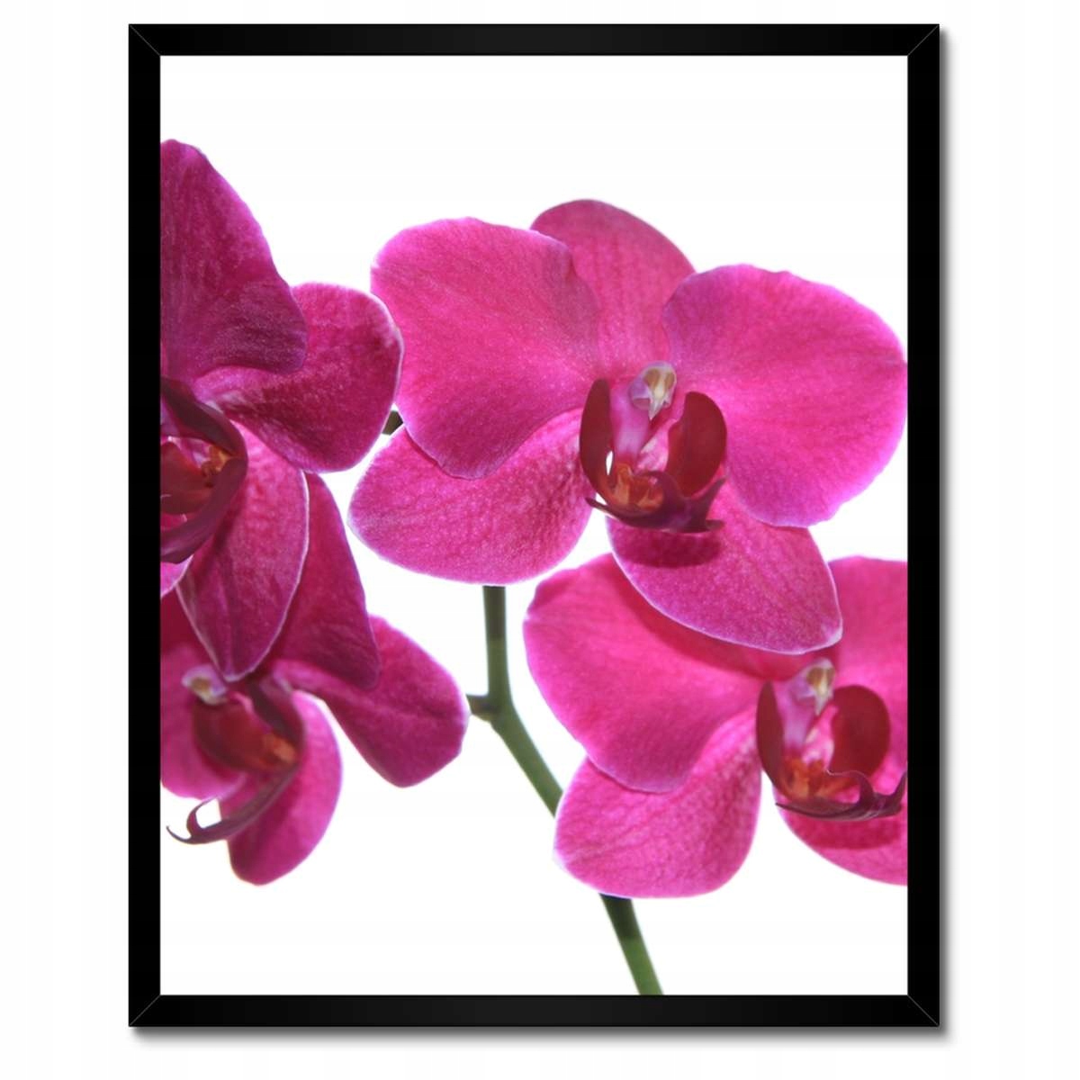 Plakáty v rámu 40x50 Fialový orchidej